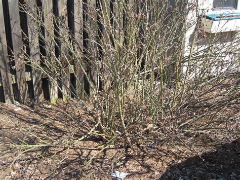 GARDEN NOTES: Hard Pruning a Knock Out Rose