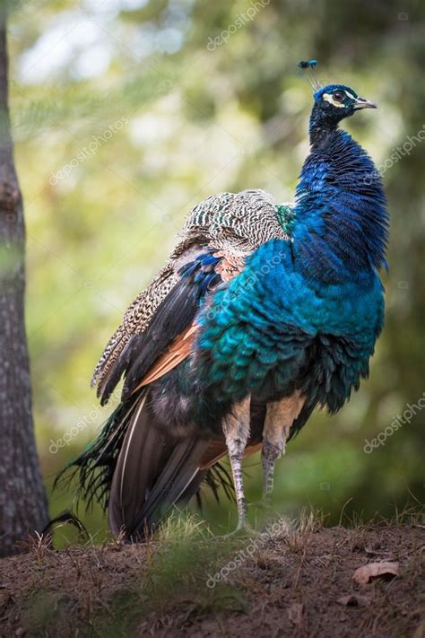 Peacock in a natural habitat — Stock Photo © foto_grafica #123045250