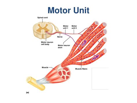 PPT - Muscle Contraction PowerPoint Presentation, free download - ID:1871000