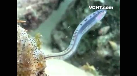 Pearlfish and Sea Cucumber - YouTube