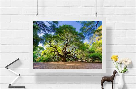 Angel Oak Tree Fine Art Print, Tree of Life, Nature Photography, North ...