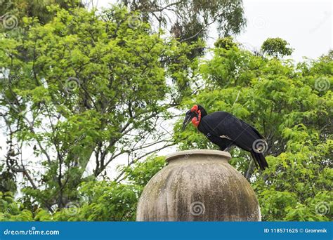 Wildlife. Kaffir Horned Crow in Its Natural Habitat. Stock Image - Image of kaffir, large: 118571625