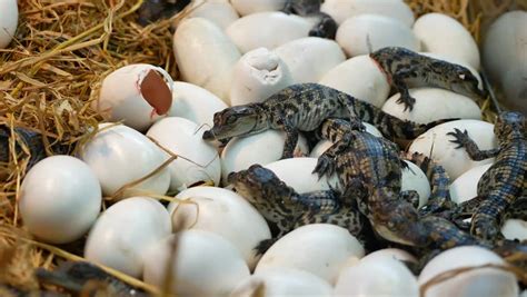 Hatching Crocodile Stock Video Footage - 4K and HD Video Clips | Shutterstock