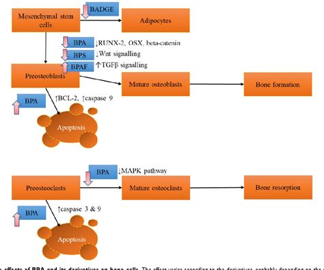 Figure 1 from A Review on the Effects of Bisphenol A and Its ...