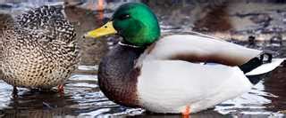 Ohio Ducks Unlimited, Ohio Events, Ohio News & Contacts