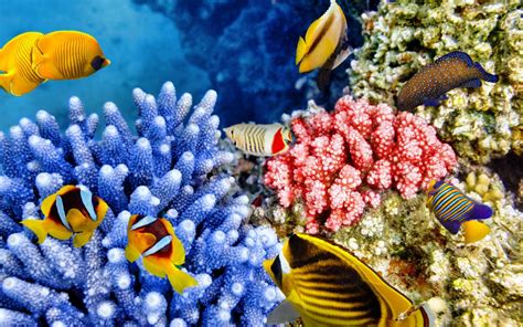 an underwater scene with corals and tropical fish