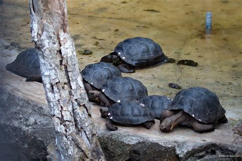 Galapagos Tortoise, small juvenile, Breeding Center, Santa… | Flickr