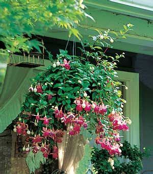 Garden Guide to a Hummingbird Hanging Basket | Porch plants, Plants for ...