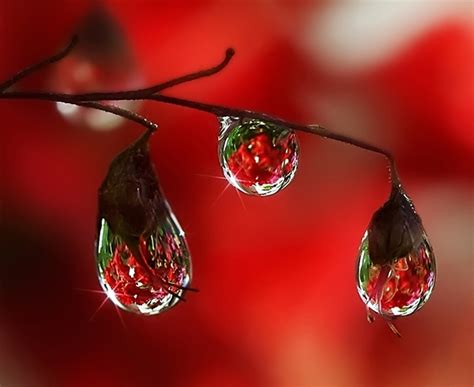 Photography Today: Beautiful raindrops