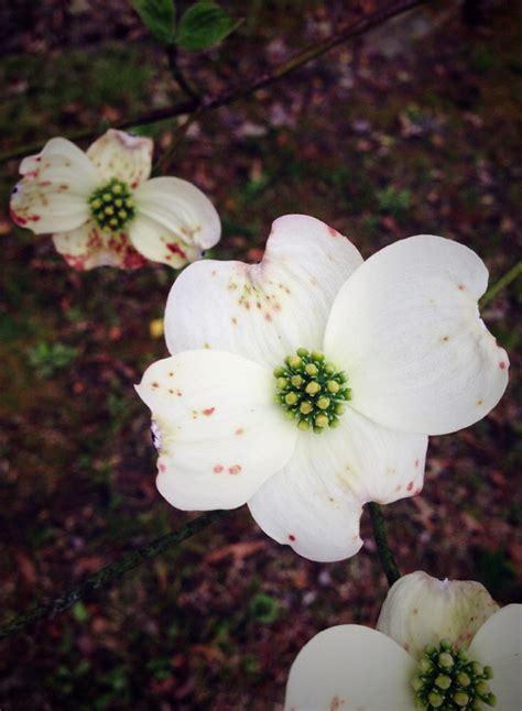 The North Carolina State Flower | AnneILM60 | Blipfoto