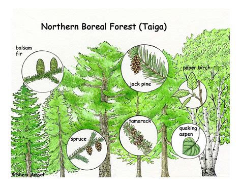 Forest Trees Images With Name : 10 Trees Name In Hindi With Pictures | Bodieswasuek