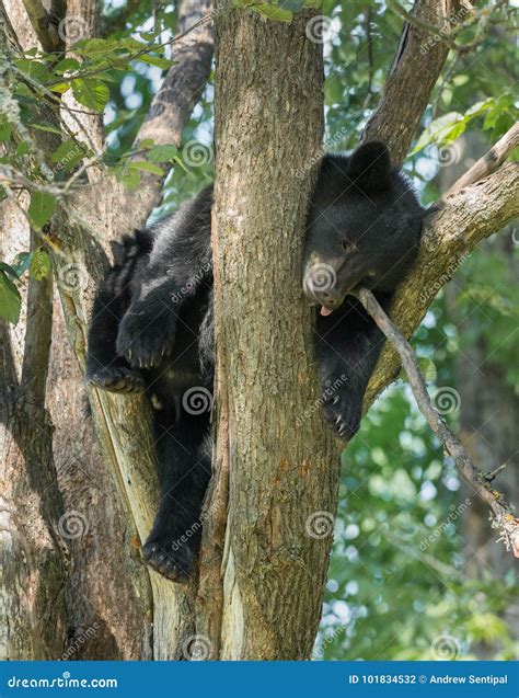 Sleeping cub stock photo. Image of cute, mountains, wild - 101834532