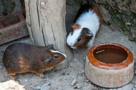 Premium Photo | Cavia porcellus