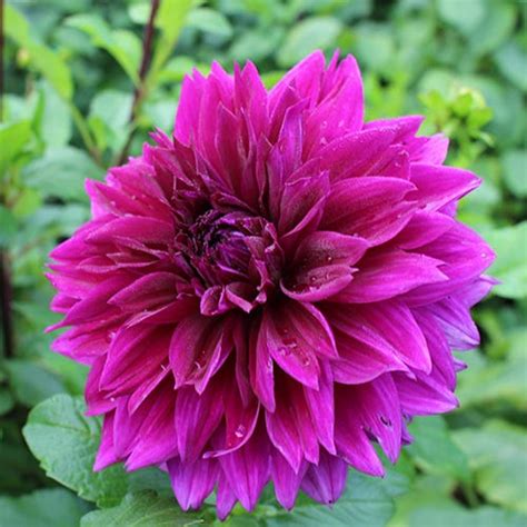 Dazzing Dahlias In Every Color | American Meadows