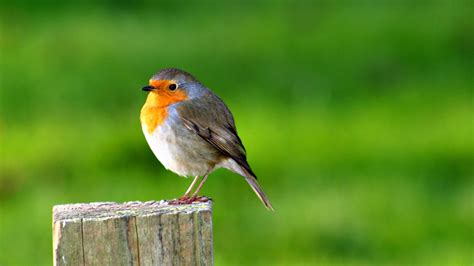 Little Bird Wallpapers - Top Free Little Bird Backgrounds - WallpaperAccess