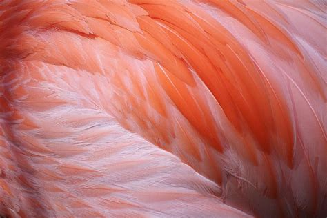 Flamingo Feathers by Paulette Thomas