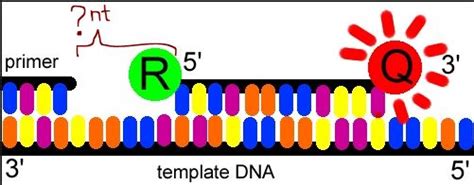 Distance between primer and TaqMan probe. Anyone?