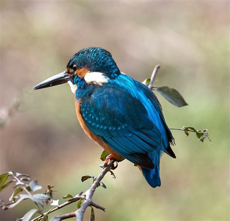 Indian Birds Photography: (delhibirdpix) Common Kingfisher, Ranthambhore