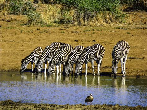 Pilanesberg National Park, South Africa: Hunt for The Big Five - Travel Examiner