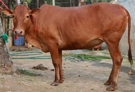 Vechur » Indian Cattle