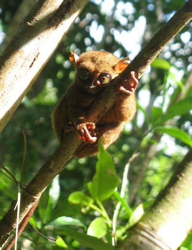 Visit BOHOL: Loboc: Tarsier Conservation Area