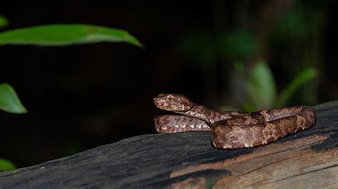 Malabar Pit Viper: Ambush in the Well of Life and Death | Roundglass ...