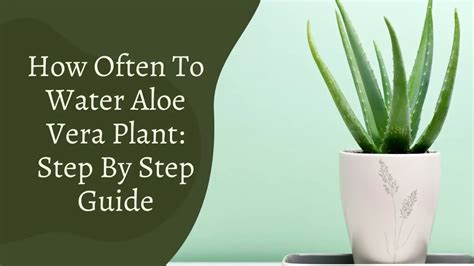 How Often To Water Aloe Vera Plant – 101 Guide - Gardening Leaves