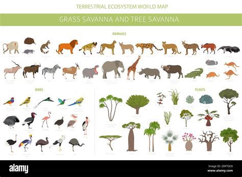 Tropical Grassland Biome Animals And Plants