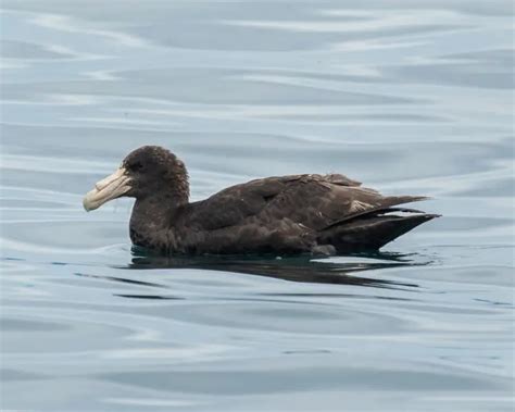 Southern Giant Petrel - Facts, Diet, Habitat & Pictures on Animalia.bio