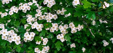 Hawthorn Hedge: How To Plant And Care For Them - Gardeninguru