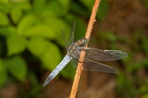 Black-tailed Skimmer – Shropshire Dragonflies