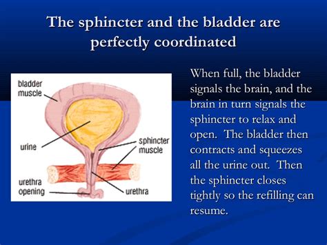 Bladder Retraining