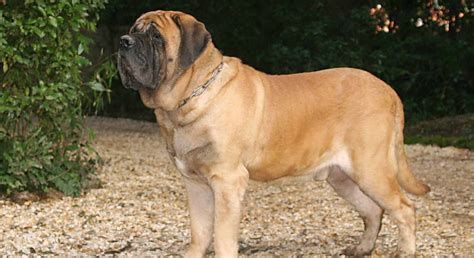 English Mastiff Puppies For Sale - Greenfield Puppies