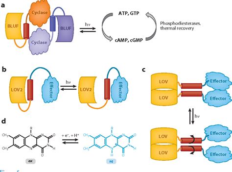 [PDF] The evolution of flavin-binding photoreceptors: an ancient chromophore serving trendy blue ...