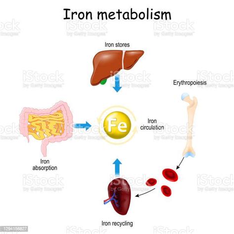 Metabolisme Besi Dari Hati Usus Dan Limpa Ilustrasi Stok - Unduh Gambar Sekarang - Besi, Hati ...