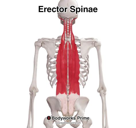 Erector Spinae Muscle Anatomy - Bodyworks Prime