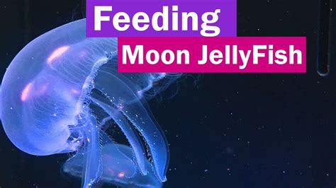 Feeding Moon Jellyfish and the Easiest way to hatching brine shrimp ...