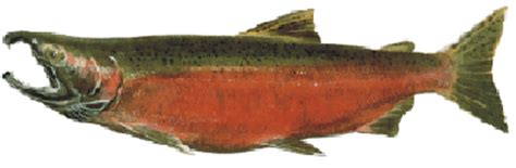 Wednesday Fish Facts: Oncorhynchus kisutch - coho salmon - Fly Life ...