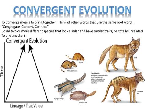 PPT - Types of EVOLUTION Divergent vs. Convergent PowerPoint Presentation - ID:1836137