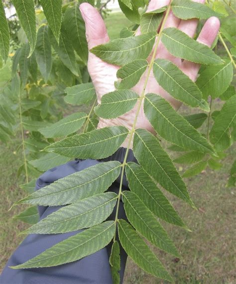 Leaf Pinnate - Tree Guide UK pinnate leaf identification