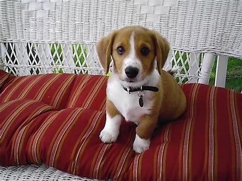 These Special Breeds of Dogs Are Absolutely Charming | Dog crossbreeds, Corgi beagle, Corgi ...