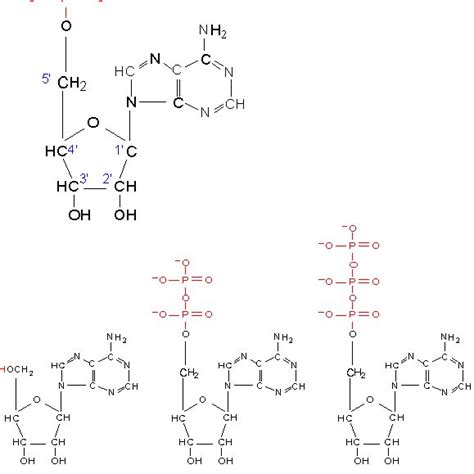 Formation of the phosphodiester bond through the condensation reaction . | Download Scientific ...