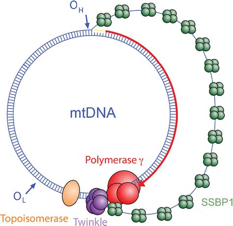 Mitochondrial Dna Structure