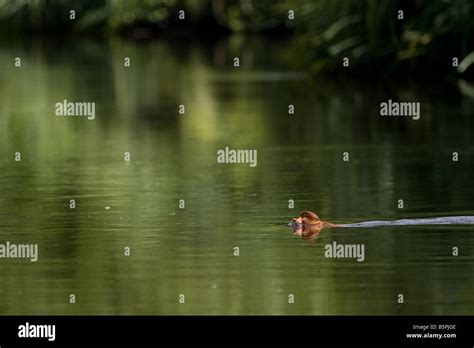 Proboscis monkey swimming hi-res stock photography and images - Alamy