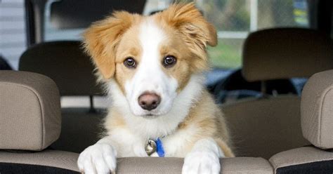 Comment apprendre à mon chien à rester calme en voiture ? | Chien, Voyager avec son chien, Chien ...