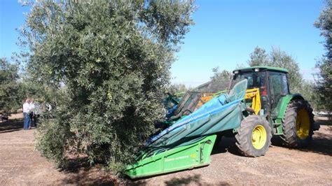 Harvesting Olive Trees - Olives Unlimited