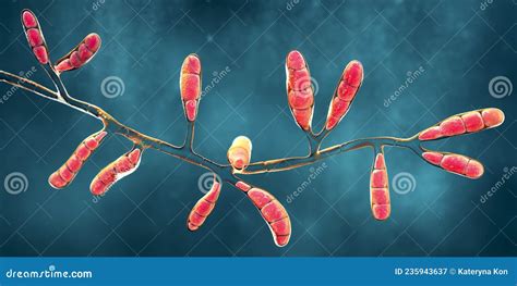 Microscopic Fungi Epidermophyton Floccosum, Scientific Illustration ...