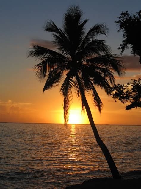 Coconut Palm Tree, Pictures & Facts on Coconut Palm Trees