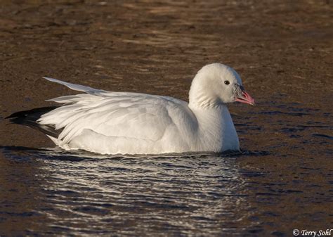 Ross's Goose Photos - Photographs - Pictures