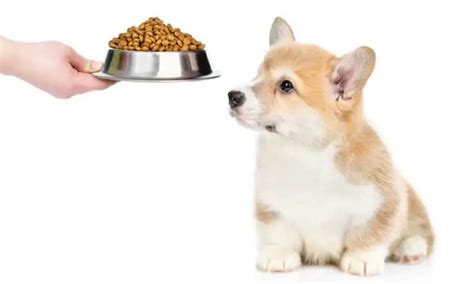 How To Feed A Corgi? How Much Food To Feed A Corgi Puppy? – Corgi Care